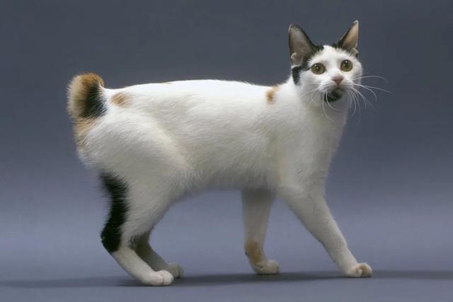 全世界100个宠物猫品种大赏！