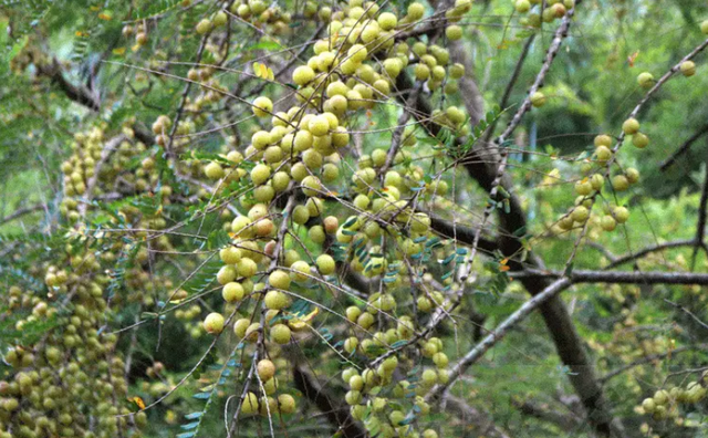 中国人为啥对酸味又爱又恨？一文讲清楚这背后的亿年演化历史