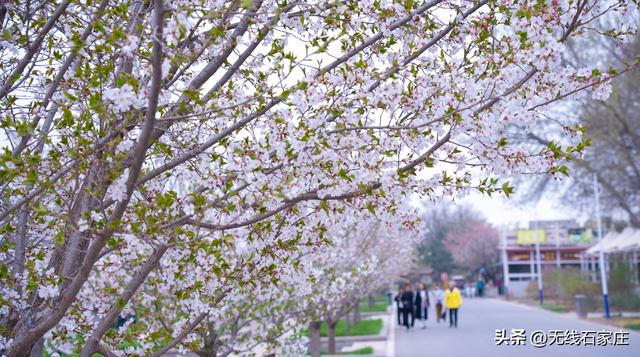 2026年石家庄公园广场春季赏花地图出炉