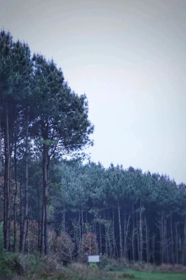 乡游黔中 · 白云区 石龙村丨坠入金色银杏海,收藏静美秋日