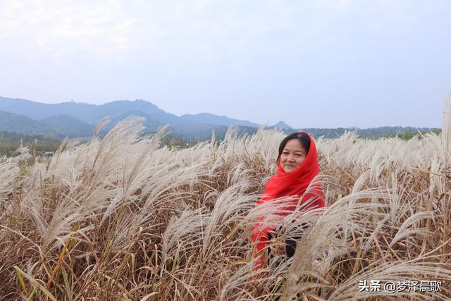 安陆：当银杏遇见芦苇 画框里的诗与远方