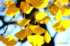 十五首有关银杏的诗词，每一首都是一幅绝美画卷，犹如冬日的童话图片