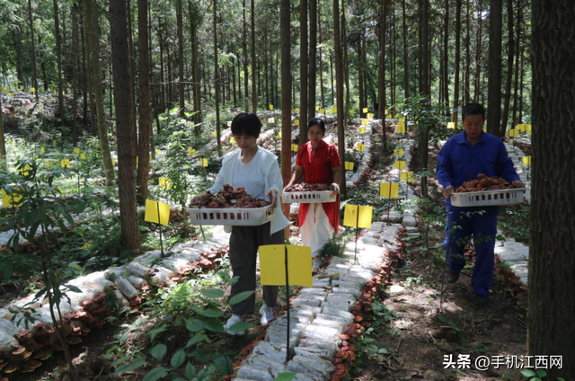 来江西广昌赴一场秋意之约