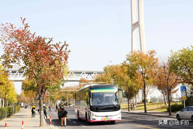 上海：闵行“小外滩”的乌桕“换妆”秋意浓错过成“遗憾”