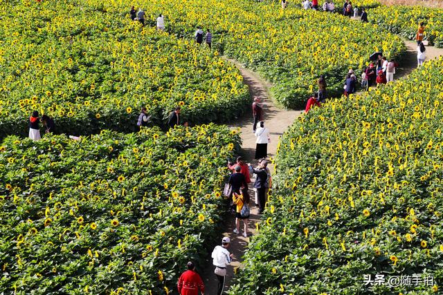 出站即入画，江苏苏州花桥地铁站向日葵花海浪漫触手可及