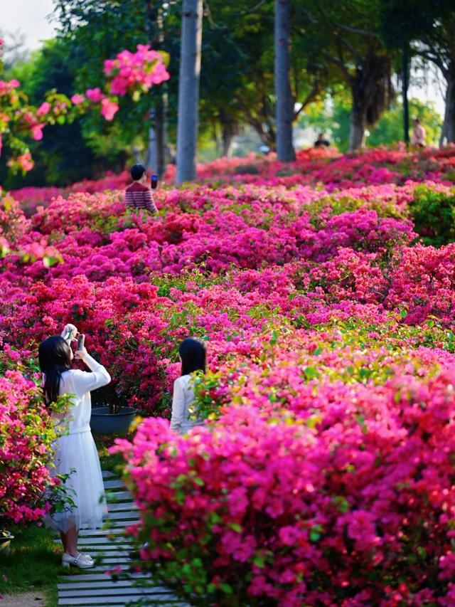 广西的冬天像是倒放的春天!三角梅天桥“火出圈”,还有一场叶子花盛宴来了……
