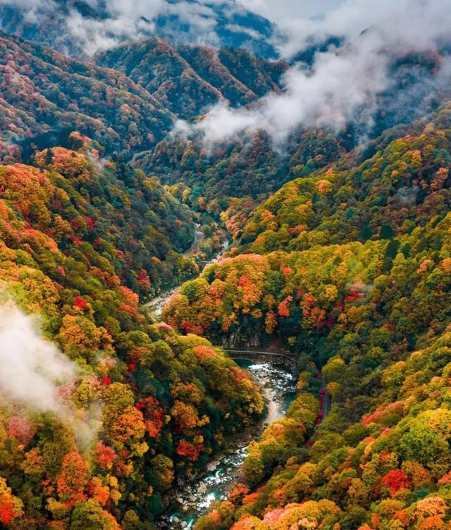 2025黑水彩林巅峰期实况：这6个隐秘机位让朋友圈求定位