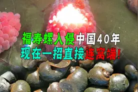 福寿螺入侵中国40年！它的弱点很搞笑，只用一招就连窝端！图片