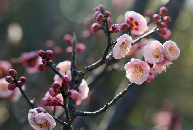 梅花绽放花芬芳