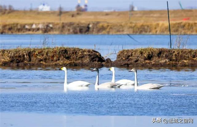 踏入张北大草原：寻梦绿野间的诗意与眷恋