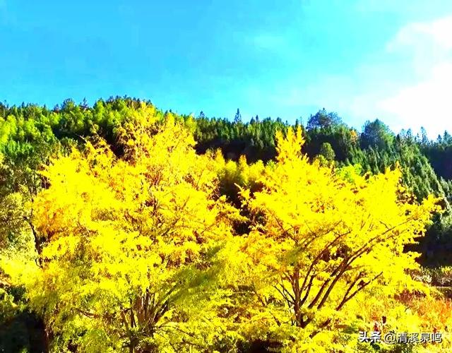 九峰大廊古银杏：岁月的金黄絮语