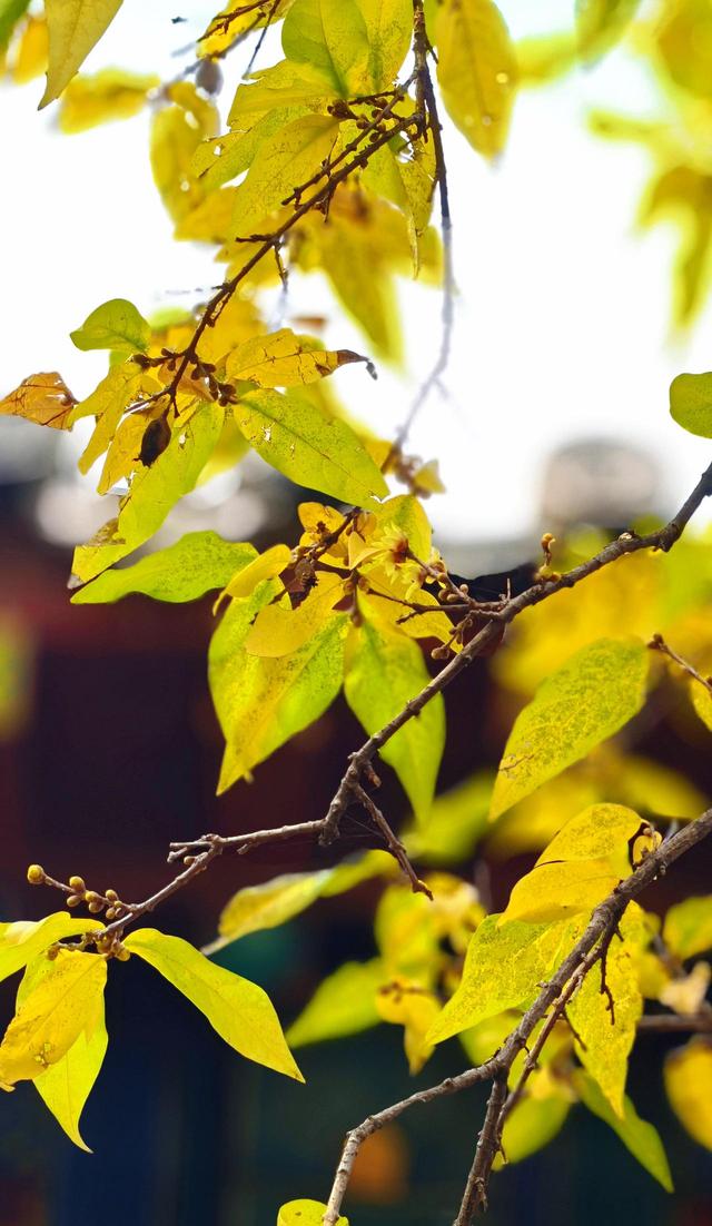 泰山王母池蜡梅初绽 花叶同枝尽显冬日诗意