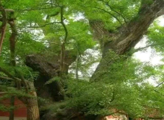潭柘寺：武警24小时守护的千年古刹，秘密何在？