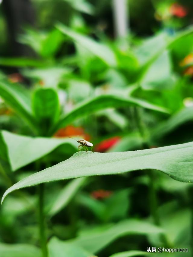 原创拍摄，叶尖上的小虫（第一篇）