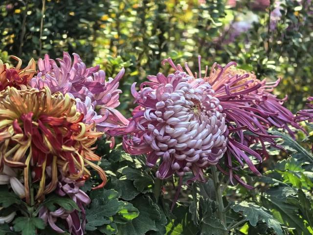 太美了！九江人私藏的赏菊地，错过等一年