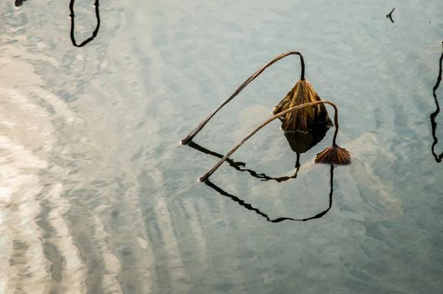 富顺西湖雨落枯荷的轻声漫语，听懂的会有大悟
