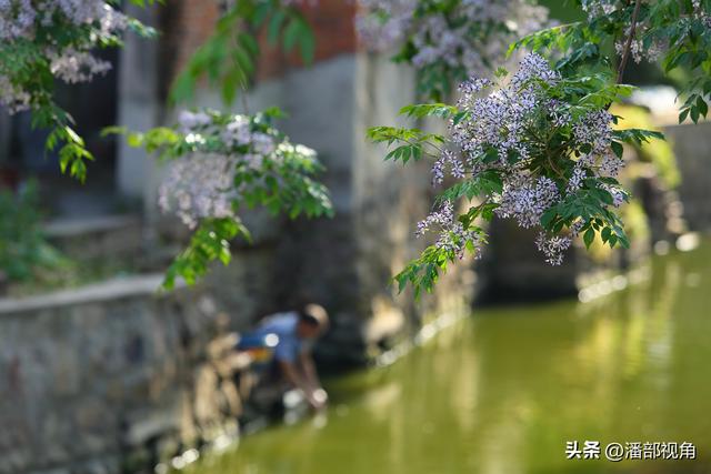 到无锡“楝城"去走走，看紫色，闻花香