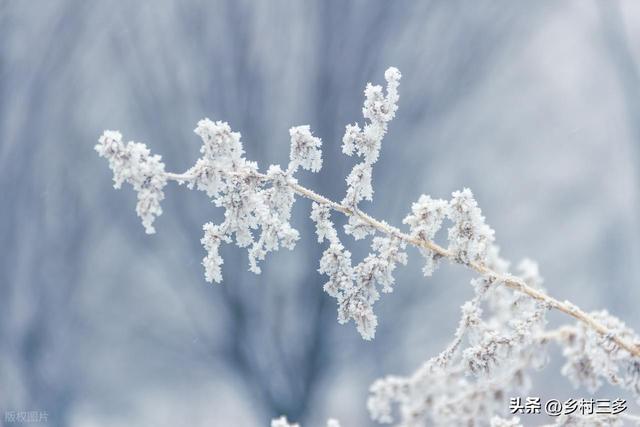 “冷不冷，就看九月初九”，今日九月初九，今年冬天会很冷吗？