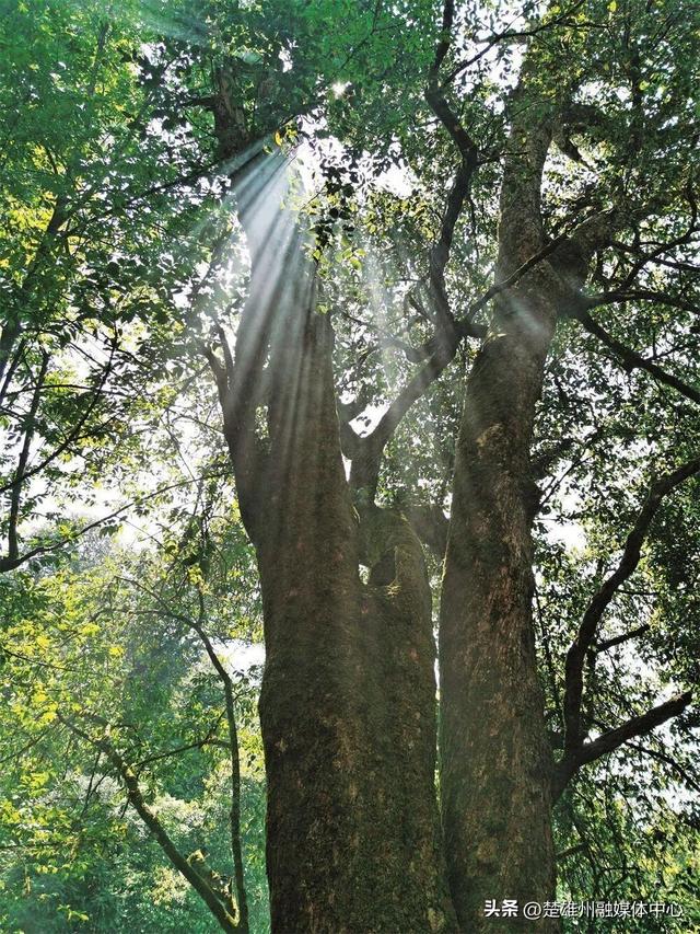 不限次入园！楚雄一景区门票年卡、优惠卡正在办理🤩