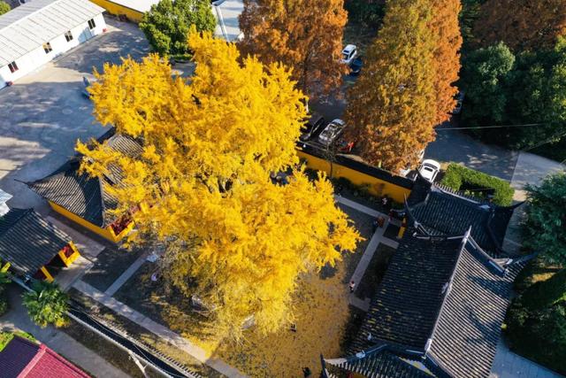 沪上这9条秋游线路，带你走进申城最美的秋景~