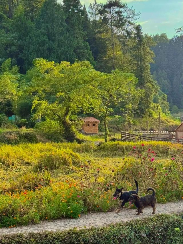 这个秋日，西递超好看的！| 皖美秋日