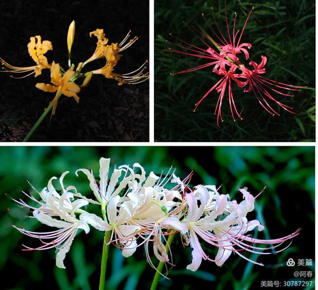 游西湖：杭州植物园之石蒜花展