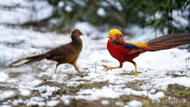 狼影谣：枣庄骑友的冬日山野奇遇