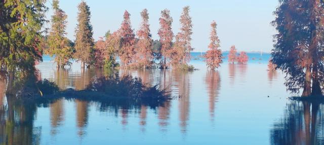 鲸鱼湾旁滇池边，水杉红透冬日水境