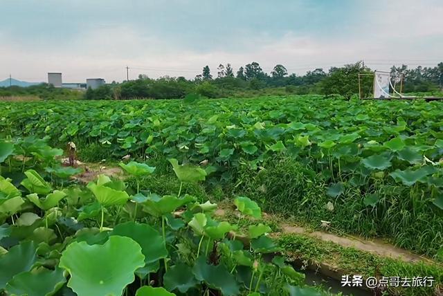 成都最近的山地荷花，人在画中超级壮观，不要门票，还可买荷花