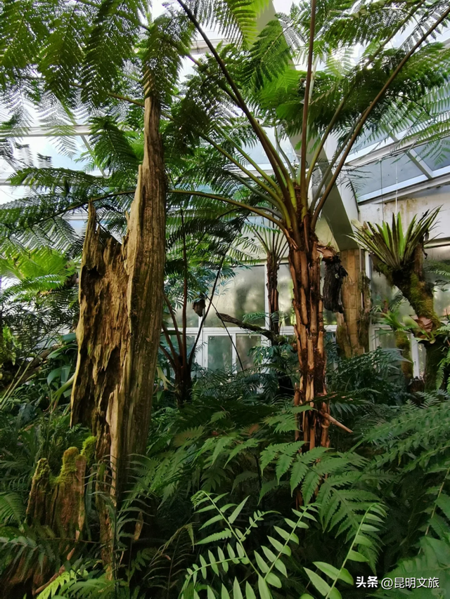 初冬出片C位！昆明这个地方必须榜上有名，周末抓紧冲~