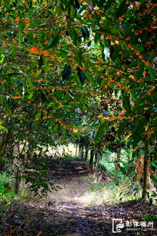 最佳观赏期！福州满城都是！但千万别吃……