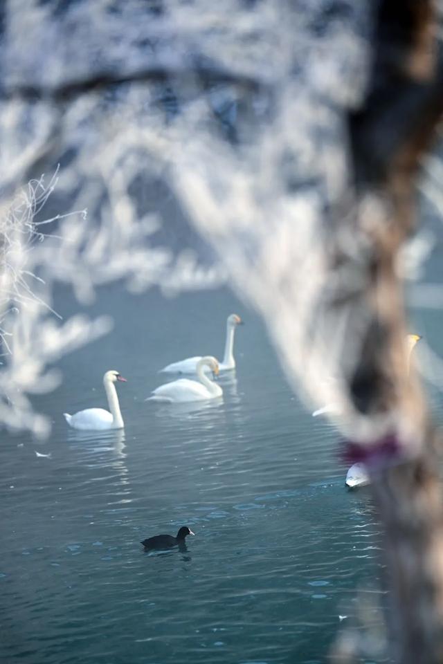 如要选一个冬季最佳拍雪景的地方,首选一定是它