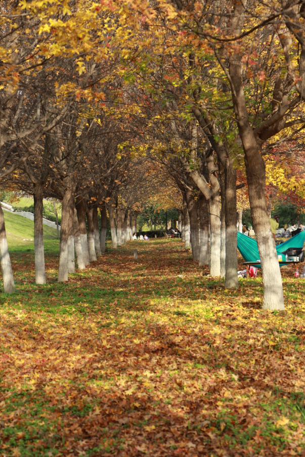 西安城区4个绝美秋景打卡地！