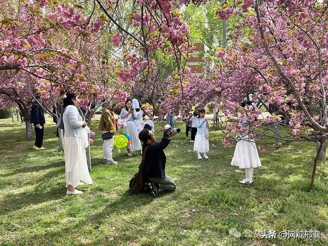 达活泉樱花林！盛花迎客来