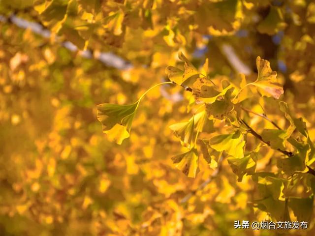 【乐游烟台】最新实拍!烟台鱼鸟河“顶级秋色”加载中