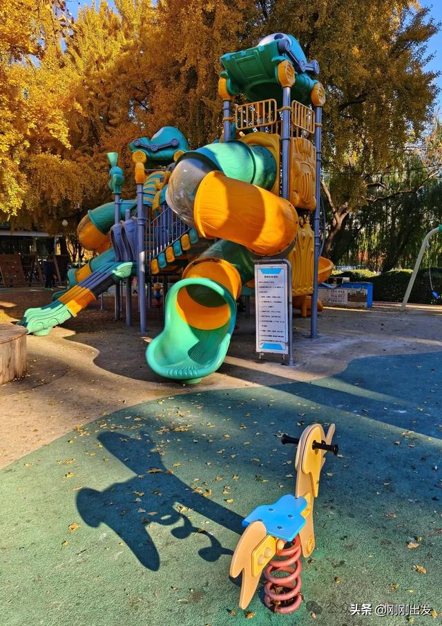 大连市内银杏顶流，百年公园银杏最佳观赏期到了