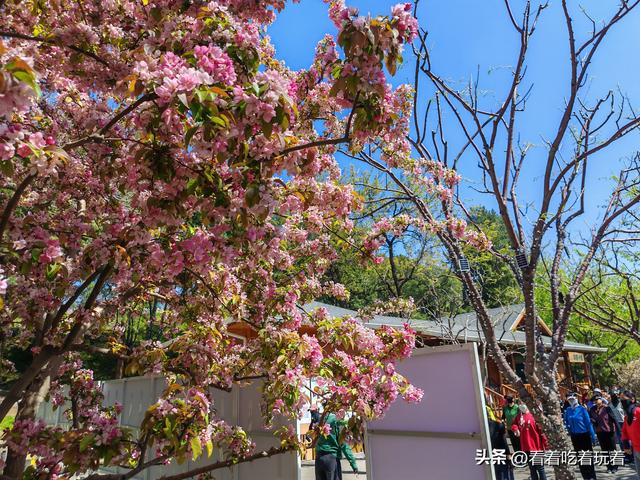 北京公园赏花记