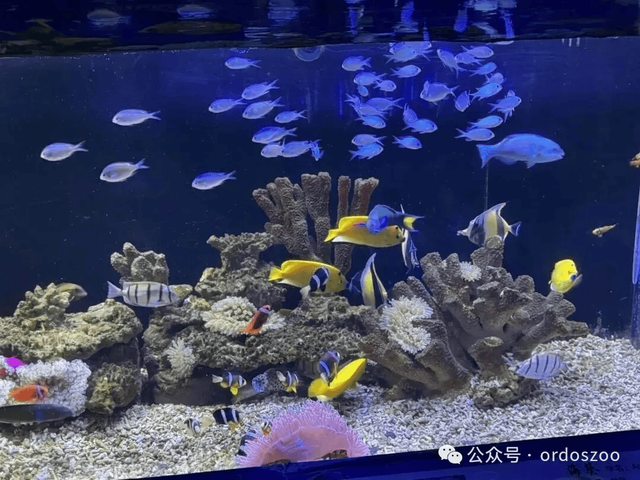 3月8日，鄂尔多斯送给所有女生的情书：免门票，请你来看白鲸！