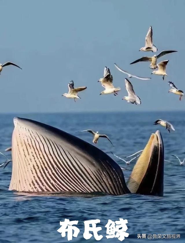 暖冬18℃！涠洲岛打卡指南：赴一场鲸落与火山的秘境之约