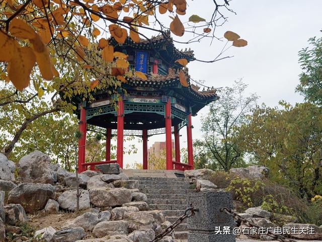 霜叶满阶红！石家庄市公园广场、水系沿线黄栌进入最佳观赏期