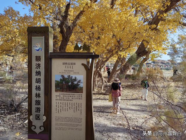 额济纳旗胡杨林