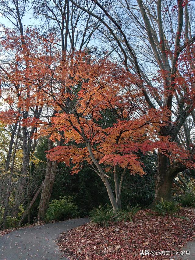 温哥华游记（六）