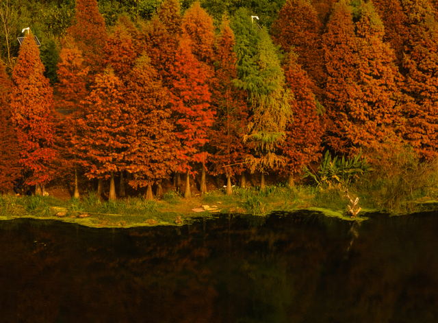 银杏拍照指南！10个出片宝藏地+3个手工教程，手把手教你出片！