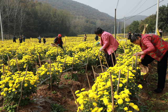 内乡35届菊花节启幕，十万盆秋菊绘就文旅新图