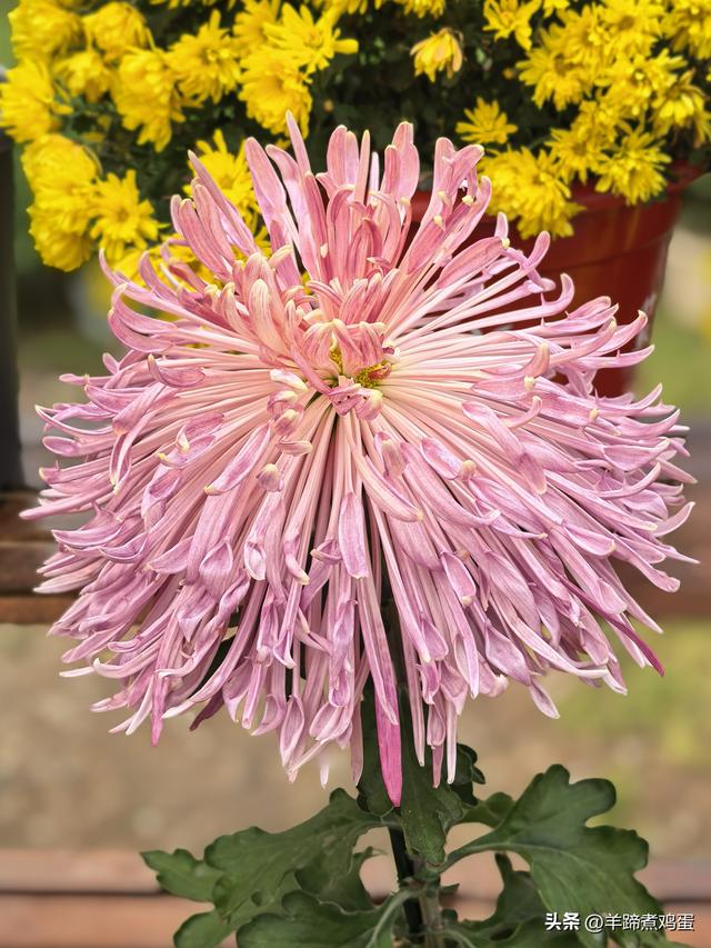 秋风独宠一园菊，晚来香艳出樊篱——北京北海公园2025年菊花展