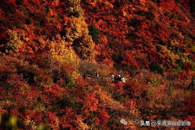 陕西渭南：姹紫嫣红 游人如织 服务周到 韩城香山红叶欣赏正当时