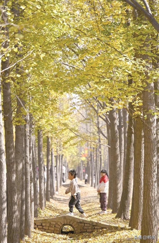 美在邯郸丨曲周县千亩银杏林迎来最佳观赏季——千蝶化作一城金