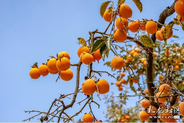 旅居云南·昆明好在（二十八）避寒游邂逅春城美