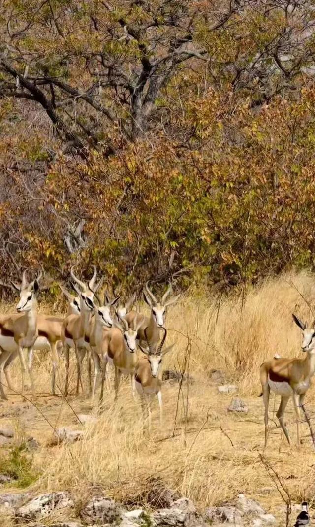 2026封神旅行清单！非洲五国（南非/东非）23天狂野之旅，太顶了
