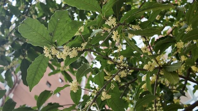 旬阳的秋天,是桂花味的~